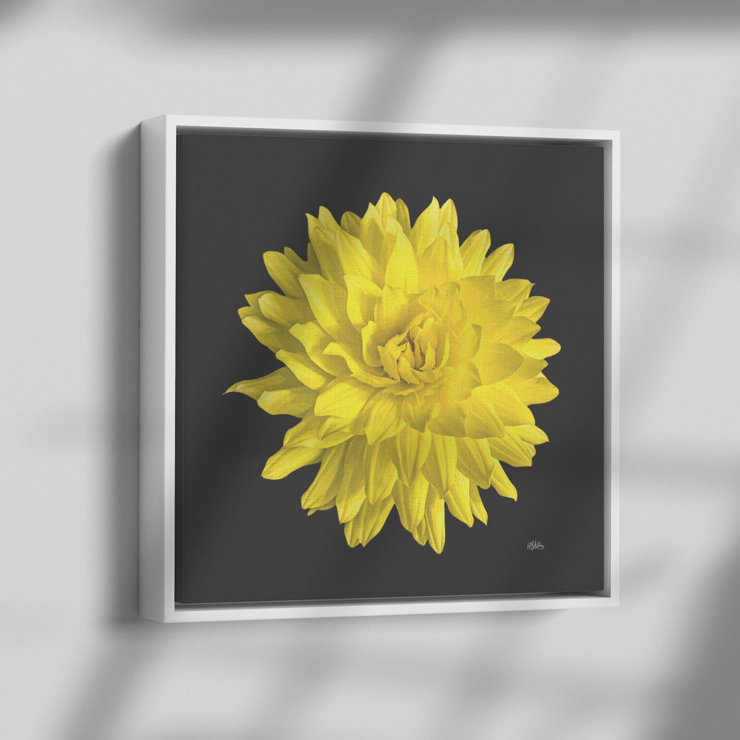 Dahlia Flower on Black Background Wrapped Canvas Print teelaunch