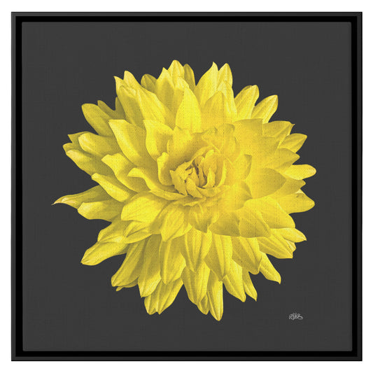 Dahlia Flower on Black Background Wrapped Canvas Print teelaunch