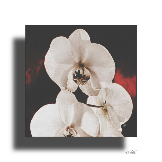 Orchid Drama, Red Splashed Fine Art Photography - By:Zo
