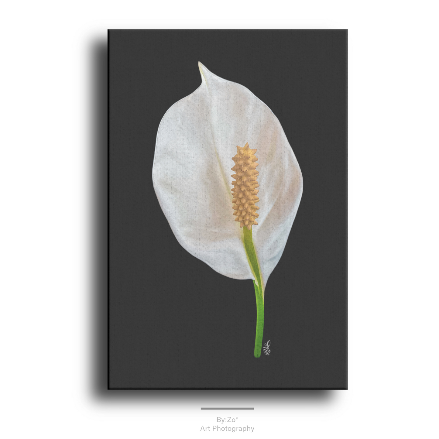 Peace Lily Black Background Canvas Print Original Photography ByZo Art By:Zo®