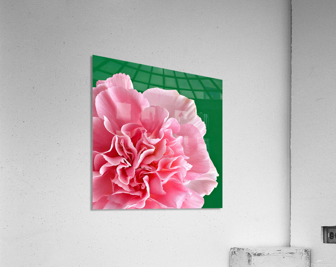 2772244 :: Acrylic Print