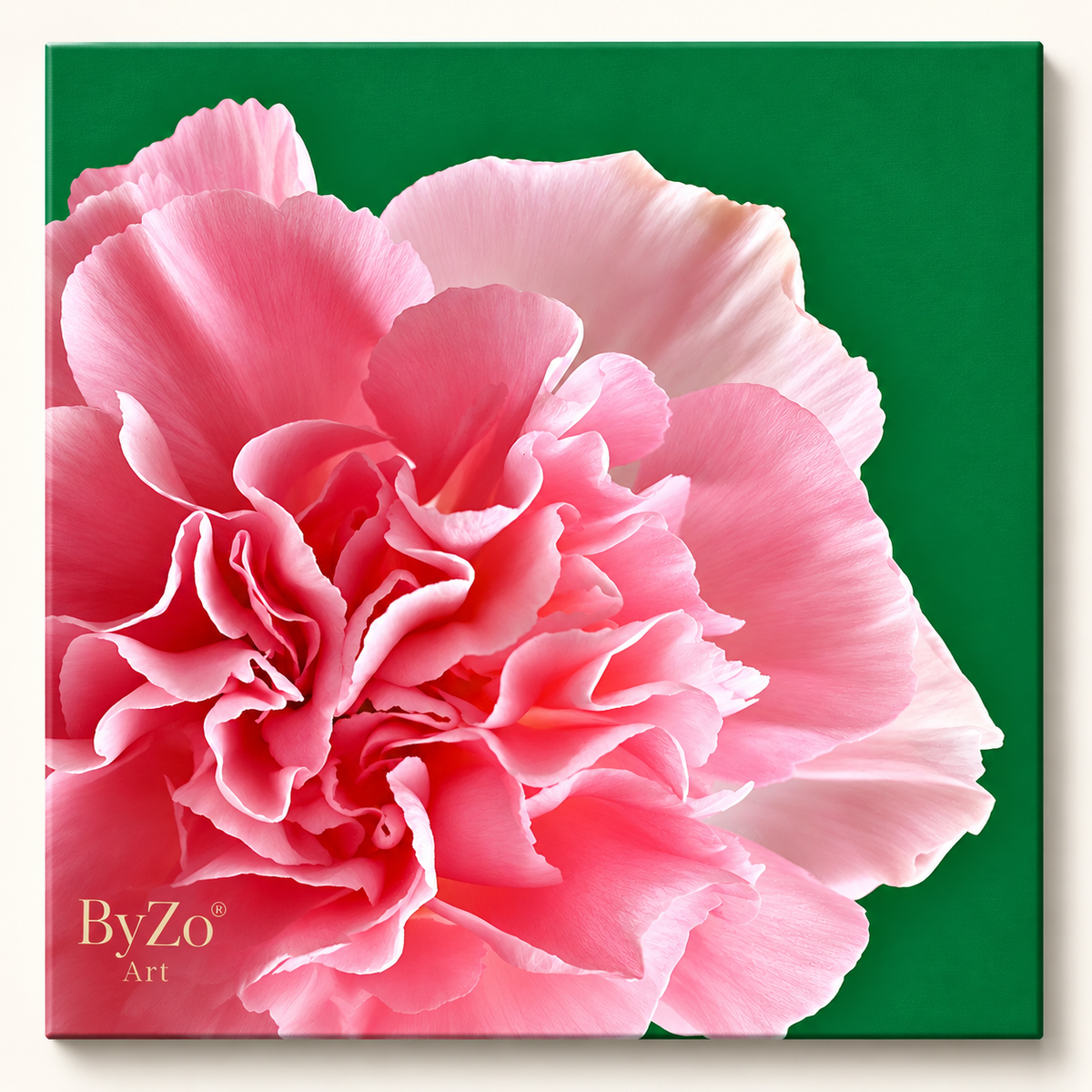 Carnation on Vibrant Green | Fine Art Photography Pictorem.com