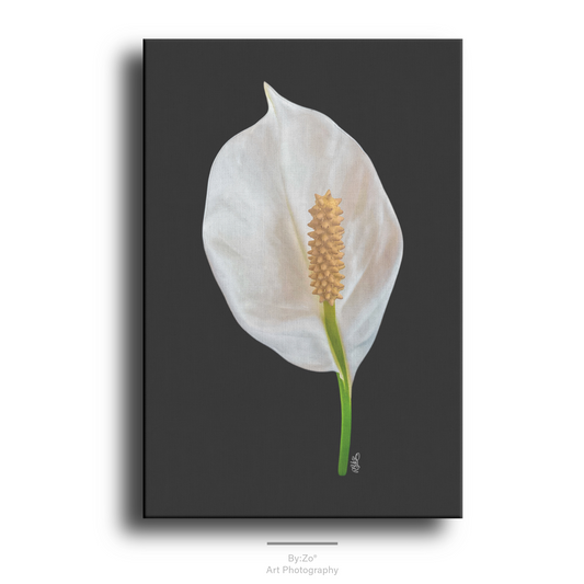 Peace Lily  Black Background Canvas Print Original Photography ByZo Art By:Zo®