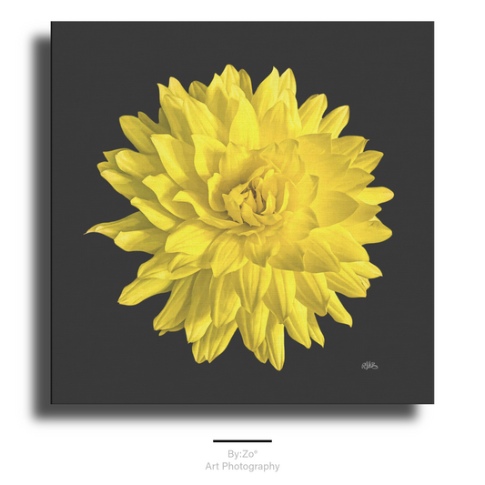 Dahlia in Black Flower Nature Art Print - Wrapped Canvas By:Zo®