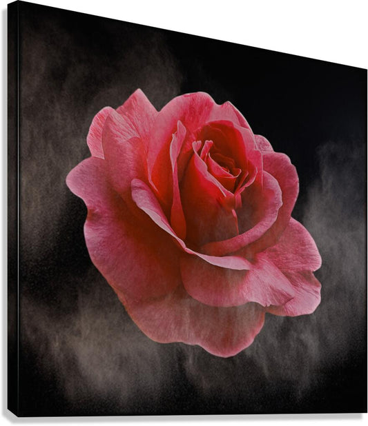 The Lingering Bloom flower photography with smoke effect. 