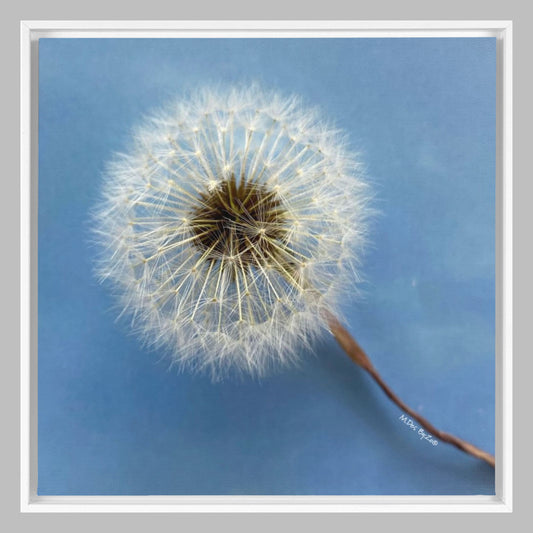 Wall Art Dandelion Make-a-Wish Make-Magic Original Art on Framed Canvas Floater Fine-Art Photography  By:Zo® - By:Zo